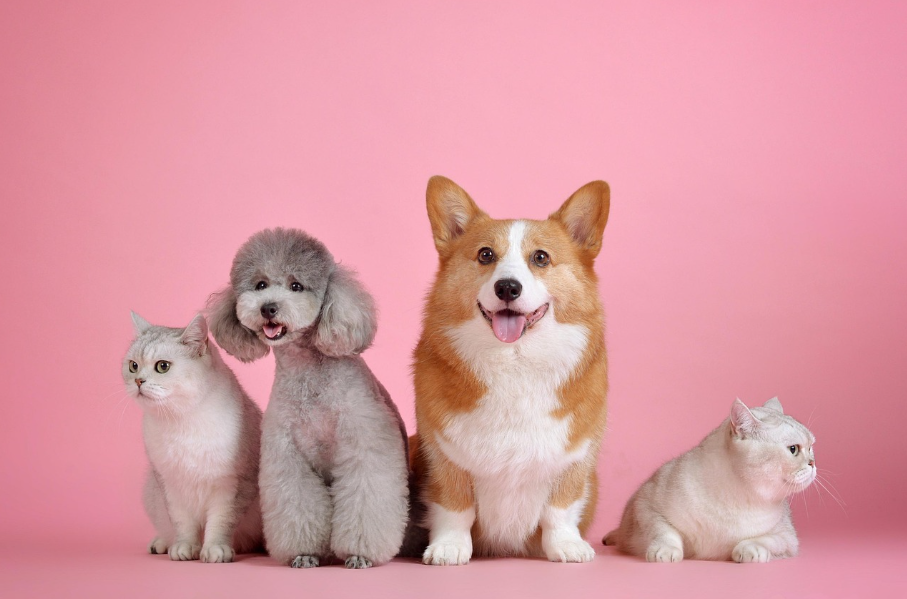 2025 年的小紅書，品牌怎么有效做寵物產(chǎn)品的種草營銷